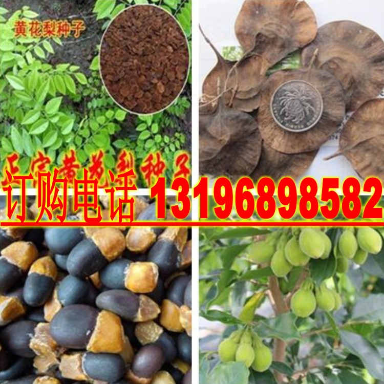 印度小叶紫檀种子 红木檀香白檀 海南黄花梨树种子沉香木菩提种子