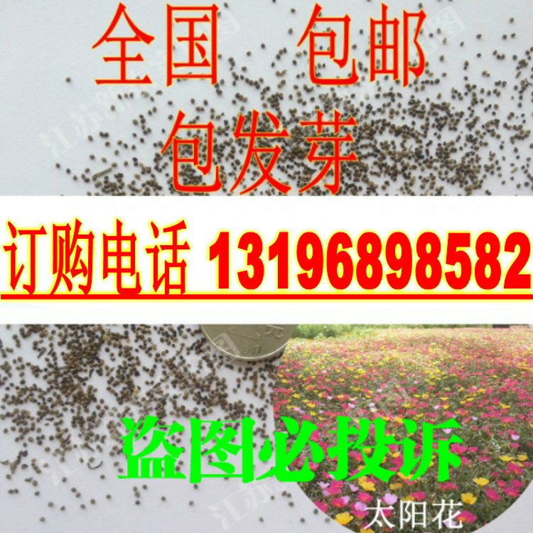 散装太阳花种子  四季播盆栽花卉龙须牡丹重瓣松叶牡丹死不了包邮