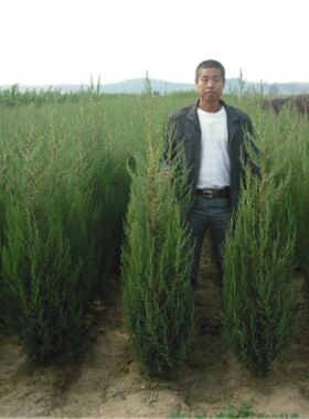 桧柏种子 塔柏 蜀桧柏 侩柏 北京桧柏 河南桧种子 刺柏圆柏种子
