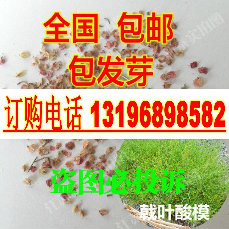 戟叶酸模种子 茎多分枝 老技木质 叶簇生 生长海拔高或沟谷