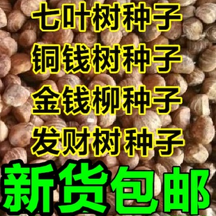 七叶树种子 红花 籽 铜钱树种子 青钱柳 金钱柳种子 发财树种子
