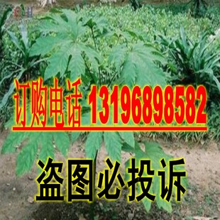 新采 药材种子通脱木种子新种子五叶通种子 包邮