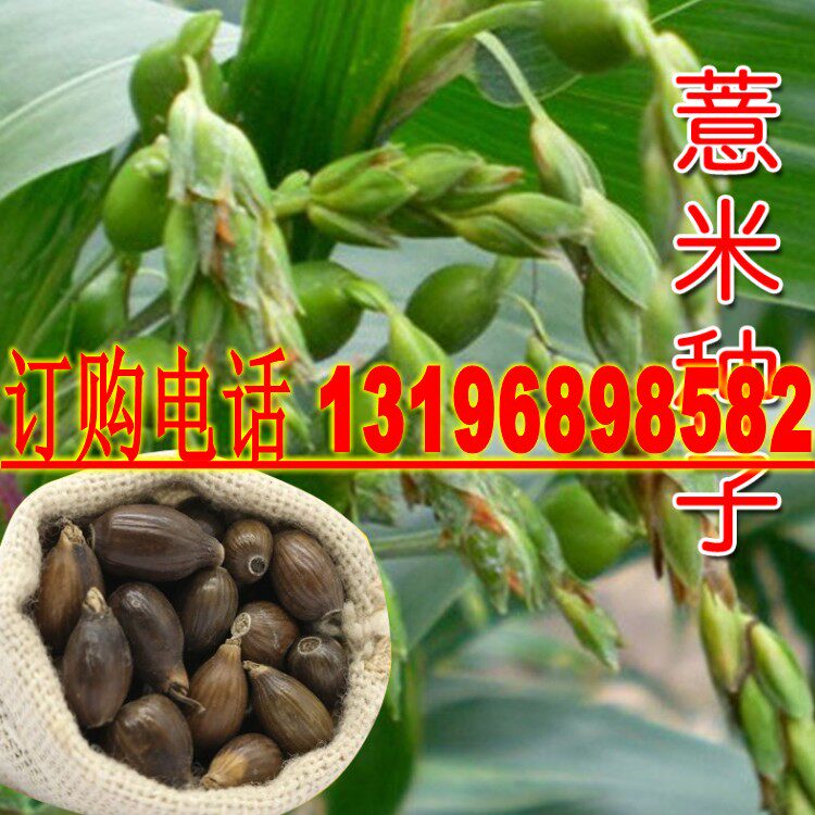 新薏米种籽药食两用薏苡仁种子四季播种五谷杂粮散装净货发芽率高