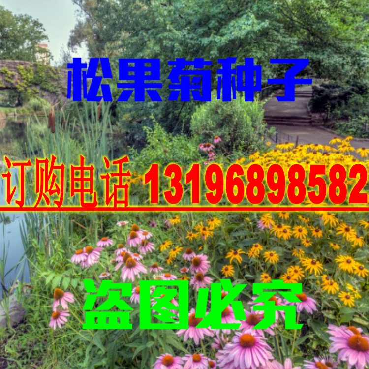 松果菊种子  紫色锥花 紫松果菊 黄松果菊种子 红菊花 紫锥菊种子