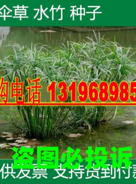 水生花卉旱伞草种子水竹籽水生