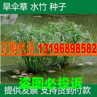 水生花卉旱伞草种子水竹籽水棕竹风车草四季常青盆栽种子水生植物