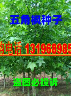 种子槭树落叶元宝枫