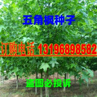 元宝枫种子华北五角槭树籽元宝枫树种籽枫香树槭树元宝枫树种落叶