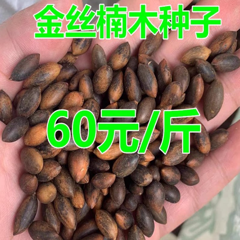 新采金丝楠木树苗种子四川金丝楠木种子紫楠小叶桢楠种籽紫檀种子