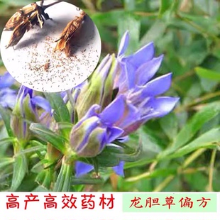 新采摘中药材 龙胆草种子山龙胆种子龙胆草种籽 露地栽培产地北方