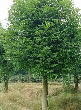 新采天竺桂种子 普陀樟 山肉桂 平安树种子 野桂花种子林木种籽