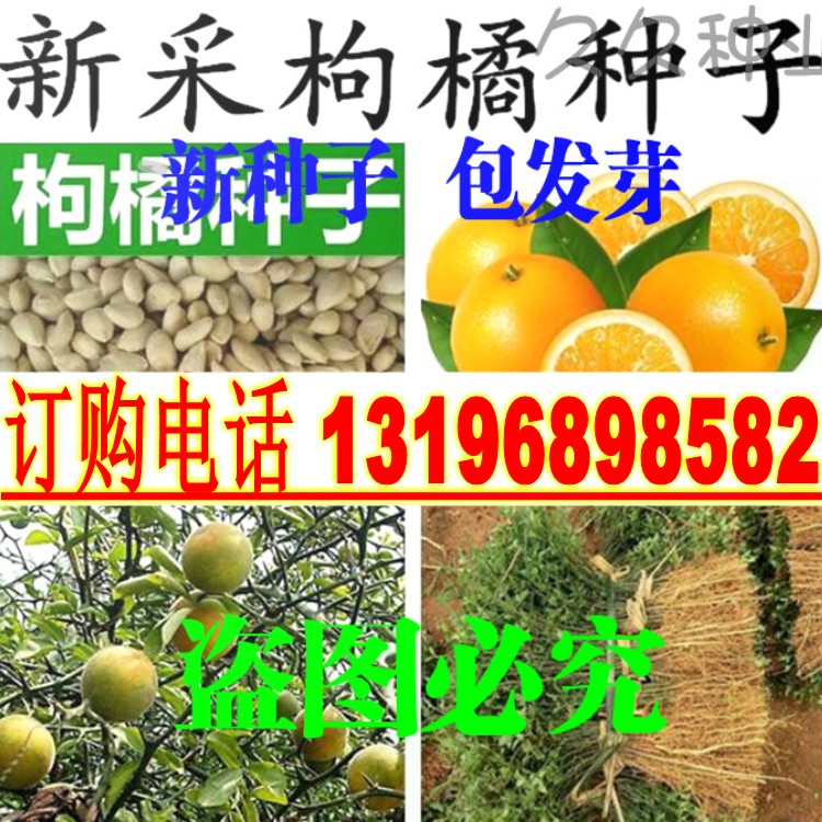 种子嫁接篱笆墙枸橘