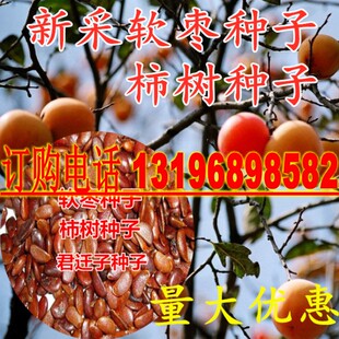 嫁接柿子树核桃树砧木子野柿子君迁子种子黑柿子软枣种籽柿树种子