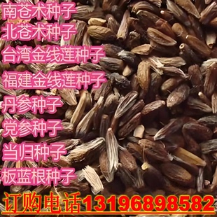 新采药材种子 金线莲种子 南 北苍术丹参党参柴胡桔梗板蓝根种子