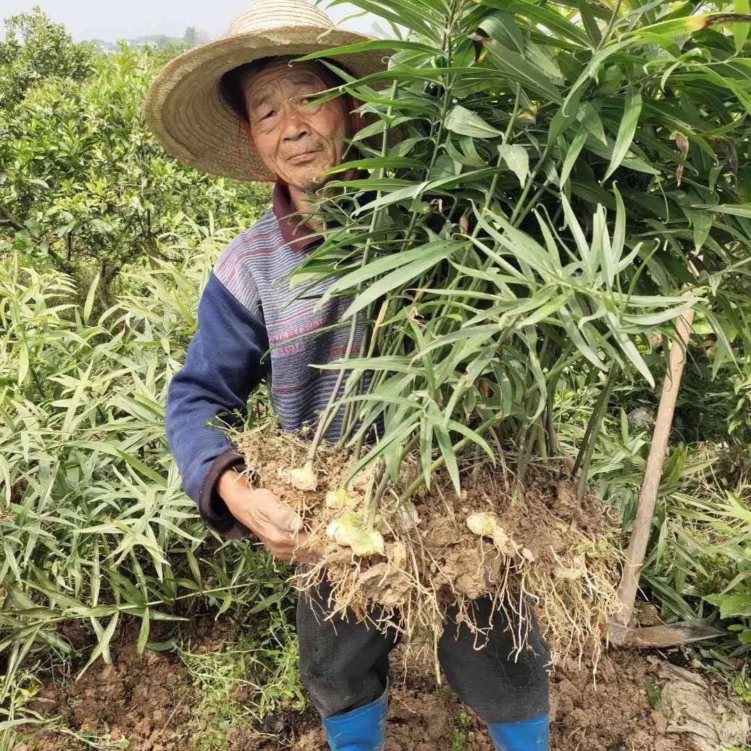 药材正宗黄精种子鸡头黄精 老虎姜 鸡爪参 爪子参 黄鸡菜种子
