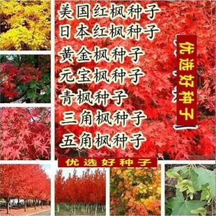 新采各种枫齐全 四季红枫种子 青枫种子五角枫 元宝枫三角枫种子