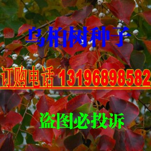 新采摘乌桕种子 乌桕树种子 乌桕树籽红叶彩叶树绿化工程苗木包邮