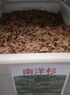 出售 新采 林木树种 澳洲 南洋杉种子 南洋杉塔形南洋杉