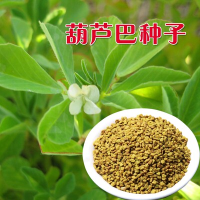 葫芦巴种子Aichen/艾辰园艺