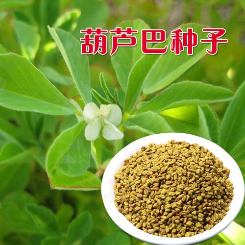 葫芦巴种子Aichen/艾辰园艺