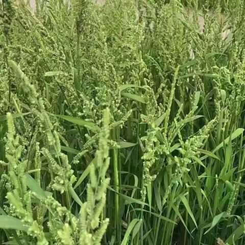 棒棒草籽小龙虾养殖苦梗草菵草水草耐低温搞寒冬季秋季棒棒草籽
