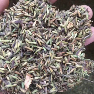 中药材独定子种子铁皮石斛党参洋桔梗庭院阳台云南草药金铁锁种子