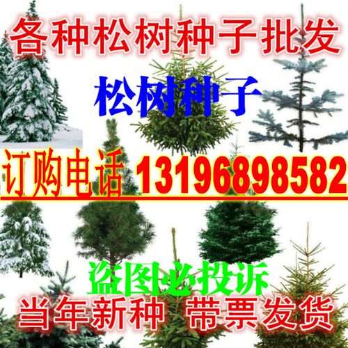 雪松树种子罗汉白皮马尾松五针黑松印度大阪金钱松华山松树籽种子