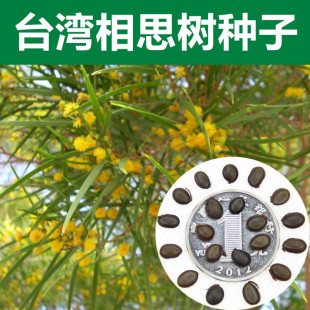 相思种子 相思树种子 台湾相思树种子 正宗相思树种子 金合欢种子