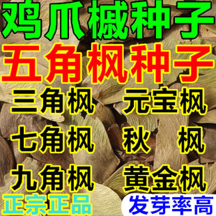 三角枫树种子 五角枫 九角枫 元宝枫 秋枫 黄金鸡爪槭种子包邮