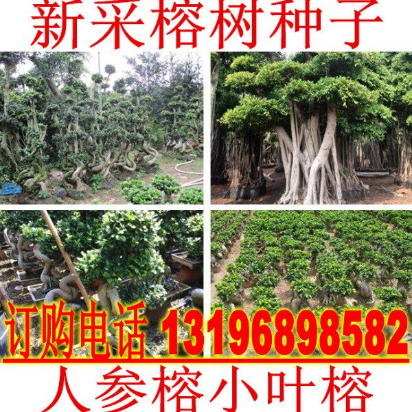 新采榕树种子大叶榕树 小叶榕树 垂叶榕 盆栽高山榕 人参榕树种子