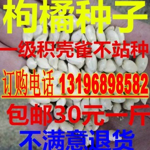 新采枸橘种子 臭橘种子 积壳种子 雀不站种子红橘 酸柑橘种子包邮