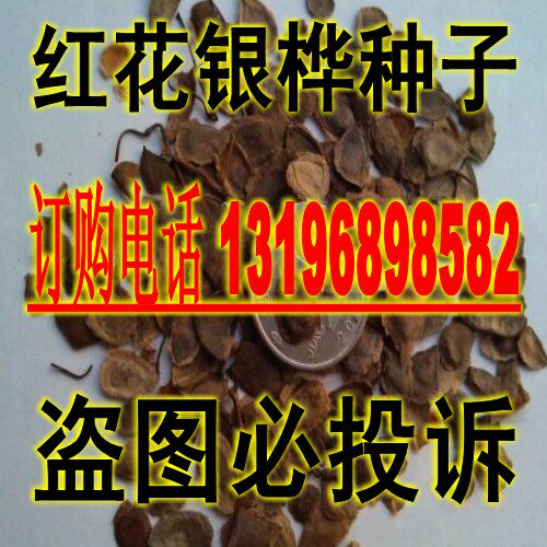 新采林木种子银桦种子~红花银桦种子园林绿化种子