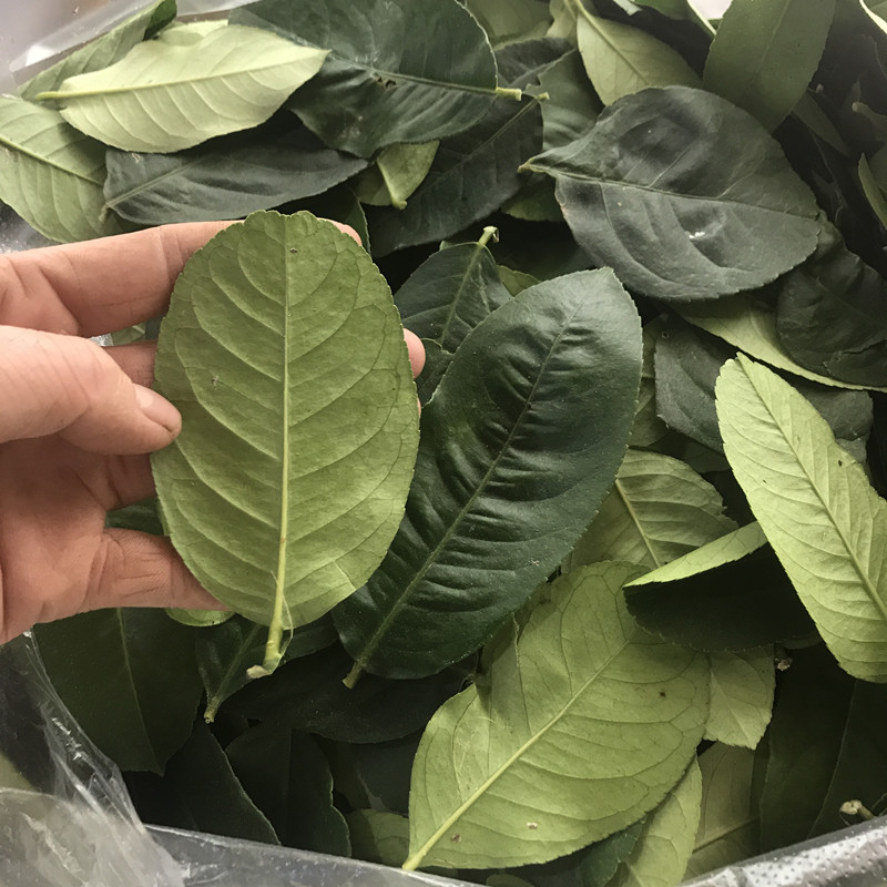 香水柠叶新鲜纯叶无枝