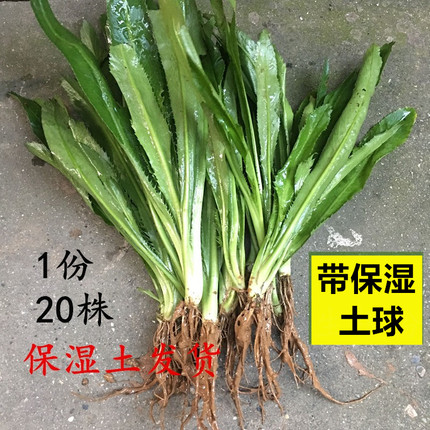 泰国芫西大香菜苗新鲜芫荽刺芹芫西蔬菜花卉假芫荽鹅蒂苗20株四季