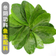 新鲜柠檬叶广东香水柠檬叶西餐奶茶香料料理生腌制烹饪冬阴功汤料