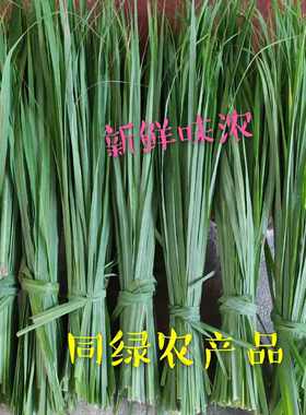 新鲜香茅草叶柠檬草泰国冬阴功汤香料傣式烤鱼烤鸡香料泰国香茅草