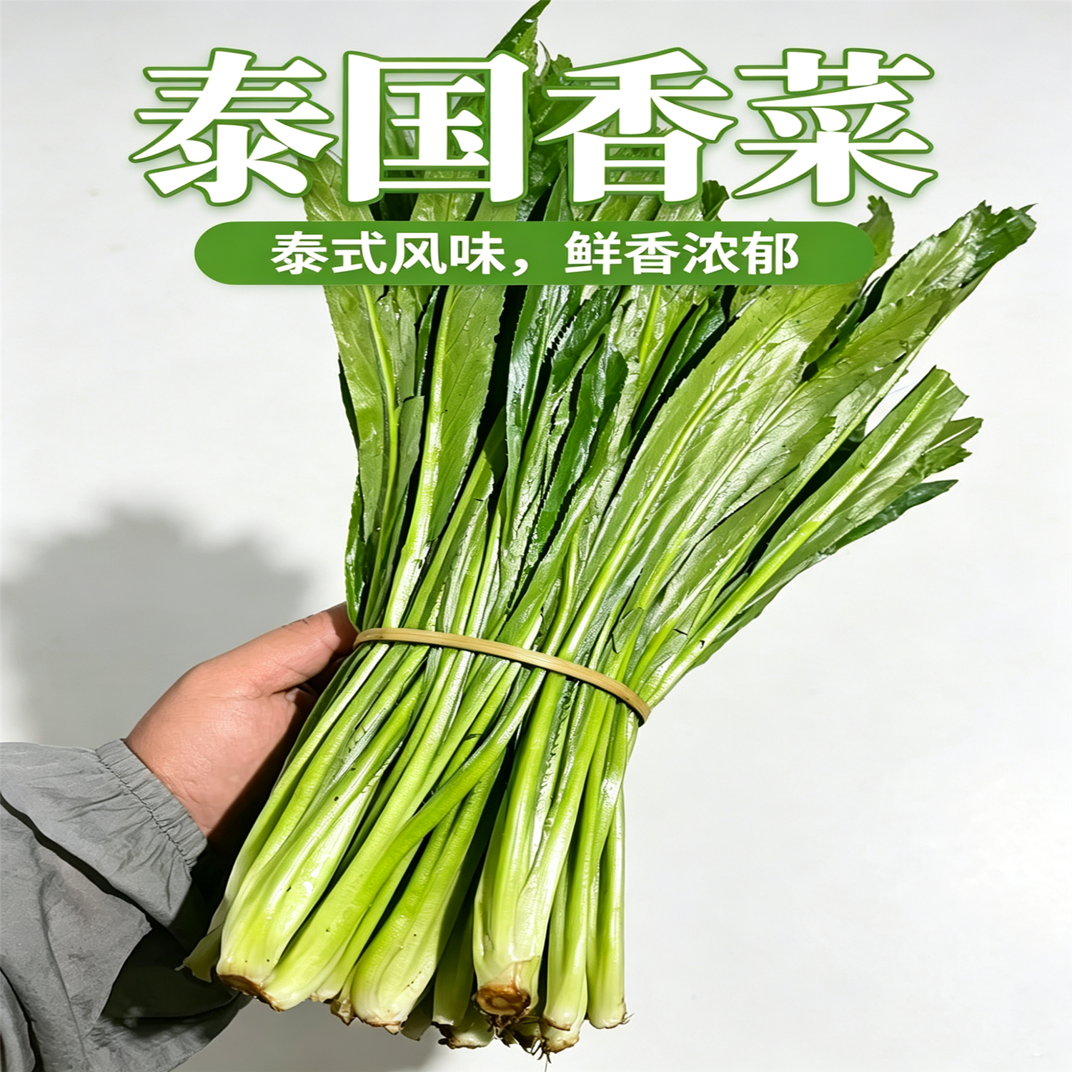 云南新鲜蔬菜调味芫荽香料新鲜采摘现发无根大香菜泰国食用缅芫荽