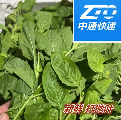泰式罗勒打抛叶九层塔