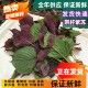 新鲜现摘紫苏叶带杆新鲜食用紫苏牛蛙鱼虾田螺蛳粉香料 增香去腥