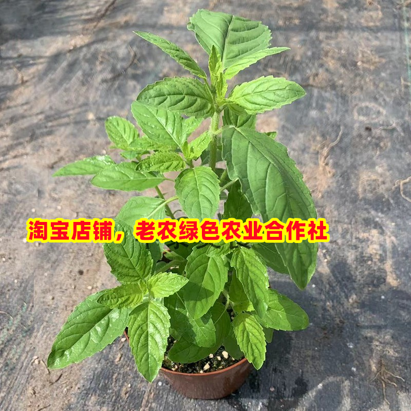盆栽甲抛叶打抛叶秧苗塔抛猪肉配菜塔抛叶嘎抛叶农家香菜香料种苗