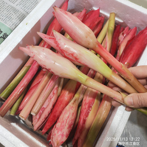 食用花泰国菜南娘惹姜花laksa花