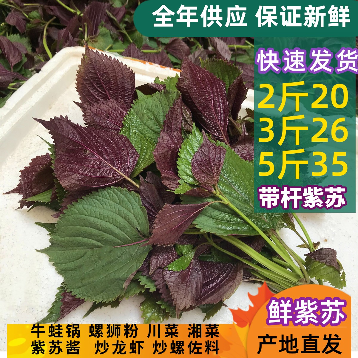 新鲜现摘紫苏叶带杆新鲜食用紫苏牛蛙鱼虾田螺蛳粉香料 增香去腥