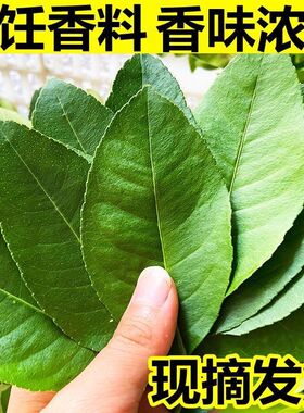 新鲜柠檬叶青柠叶西餐厅香料料理烹饪冷饮奶茶店调料冬阴功汤原料