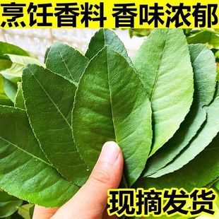 新鲜柠檬叶青柠叶西餐厅香料料理烹饪冷饮奶茶店调料冬阴功汤原料