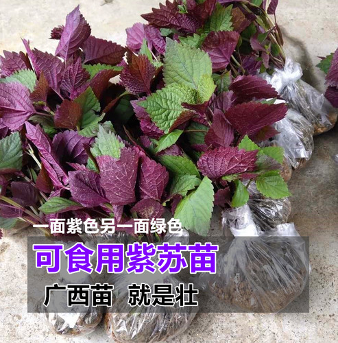 紫苏盆栽鲜活草料可食用