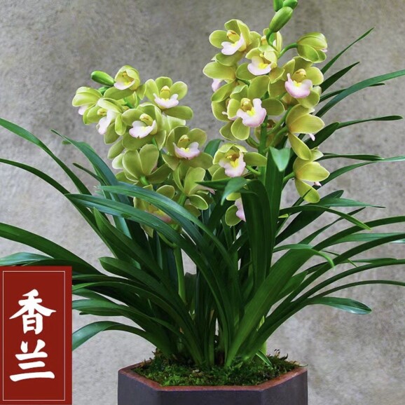 【正品香兰不带花苞原盆原土】春