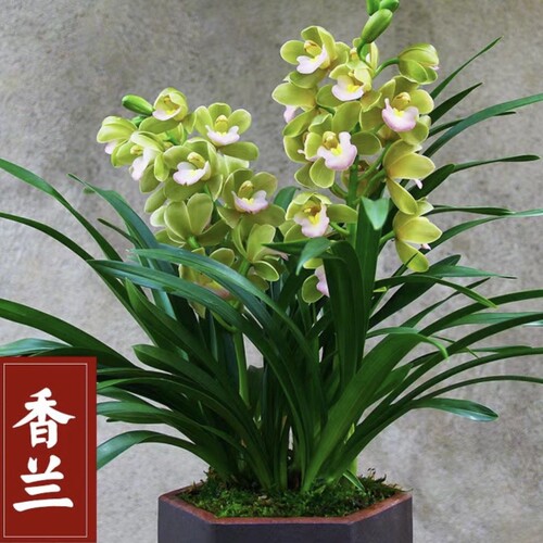 【正品香兰不带花苞原盆原土】春兰浓香型大花惠兰客厅绿植香妃