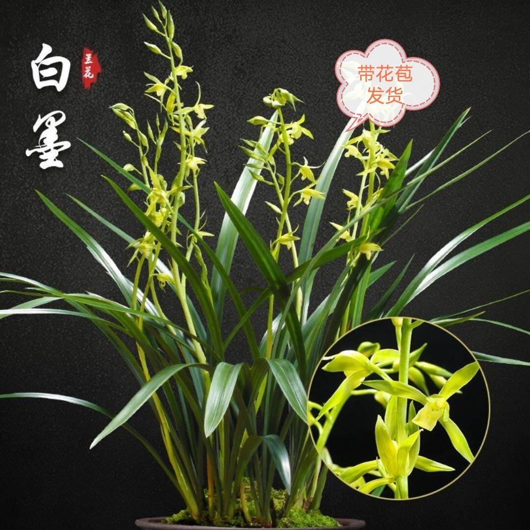 翁源兰花精品老种墨兰白墨带花苞好养易活原盆原土特级兰花精壮苗