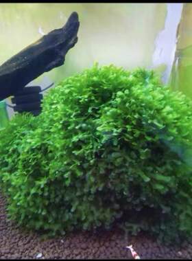 莫斯怪蕨莫斯活体水草造景植物