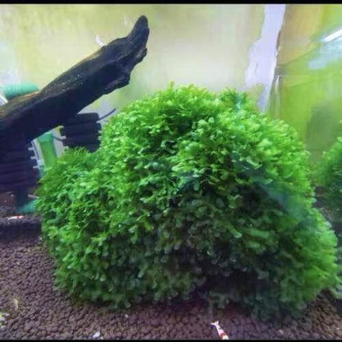 莫斯怪蕨莫斯活体水草造景植物